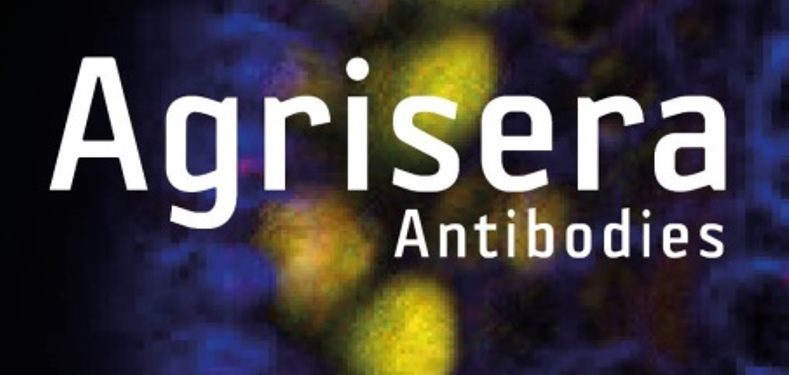 Agrisera植物細胞壁相關抗體，開學季促銷啦！